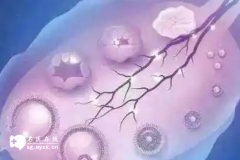 女性备孕养卵泡的食物吃啥比较好